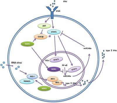 The Emerging Roles of NDR1/2 in Infection and Inflammation